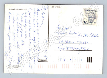 Pohlednice jezevčík dlouhosrstý – portrét psa (M3806)