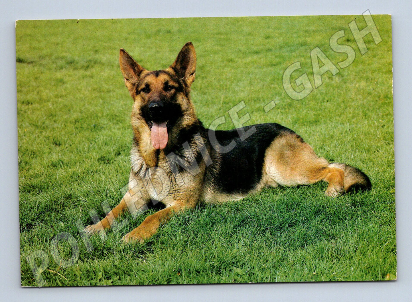 Pohlednice německý ovčák – Panorama Praha (M3807)