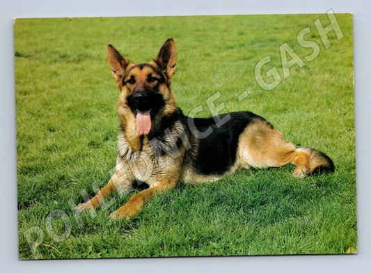 Pohlednice německý ovčák – Panorama Praha (M3807)