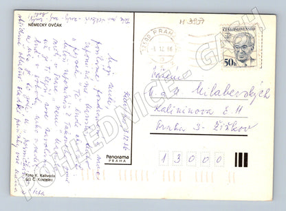 Pohlednice německý ovčák – Panorama Praha (M3807)