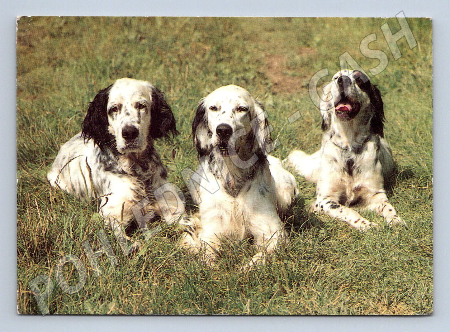 Pohlednice anglický setr – tři psi (M3808)