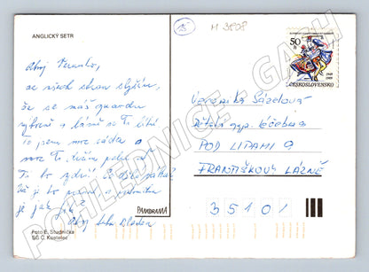 Pohlednice anglický setr – tři psi (M3808)