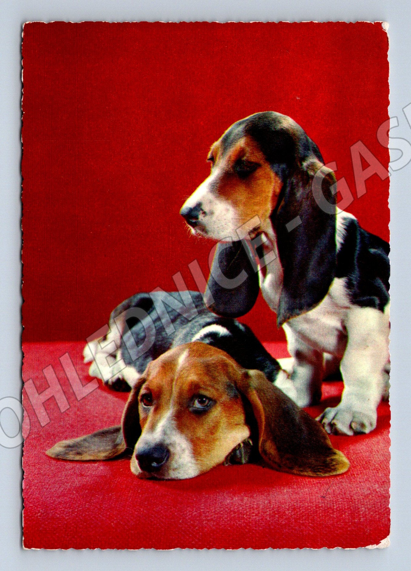 Pohlednice štěňata bígla – roztomilý motiv (M3809)