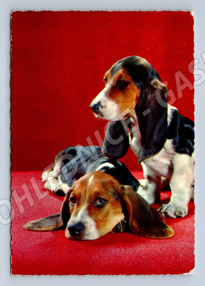 Pohlednice štěňata bígla – roztomilý motiv (M3809)