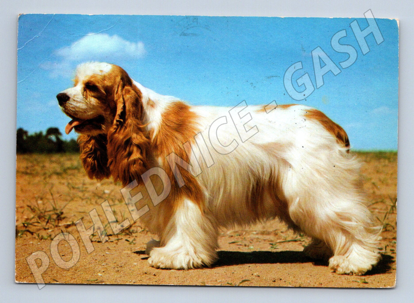 Pohlednice americký kokršpaněl – portrét psa (M3810)