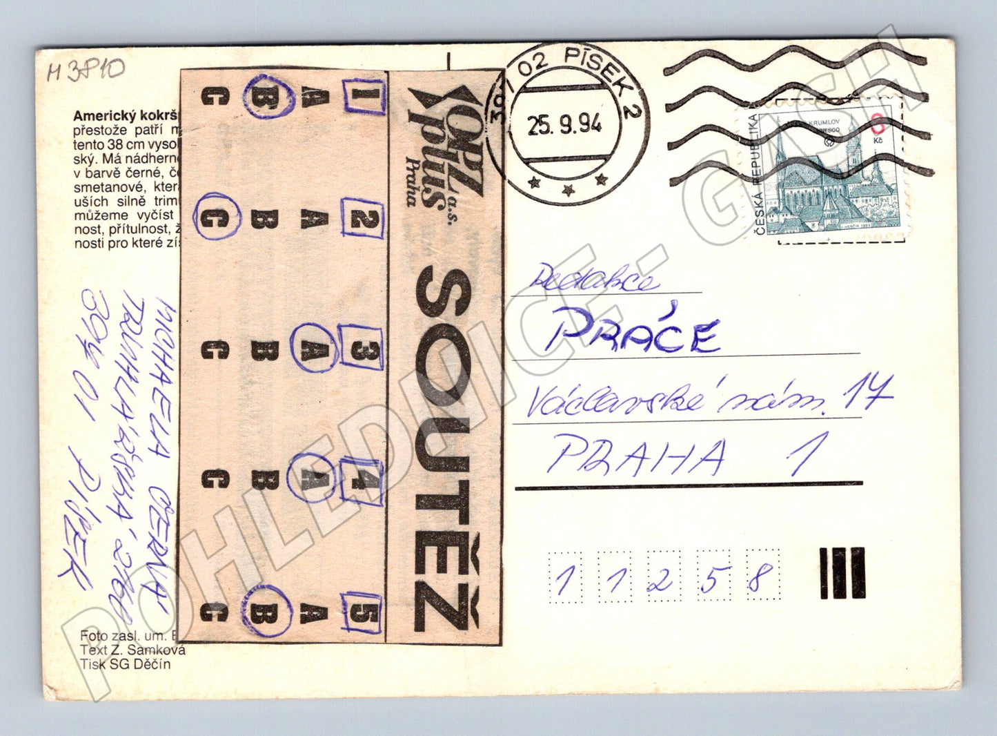 Pohlednice americký kokršpaněl – portrét psa (M3810)