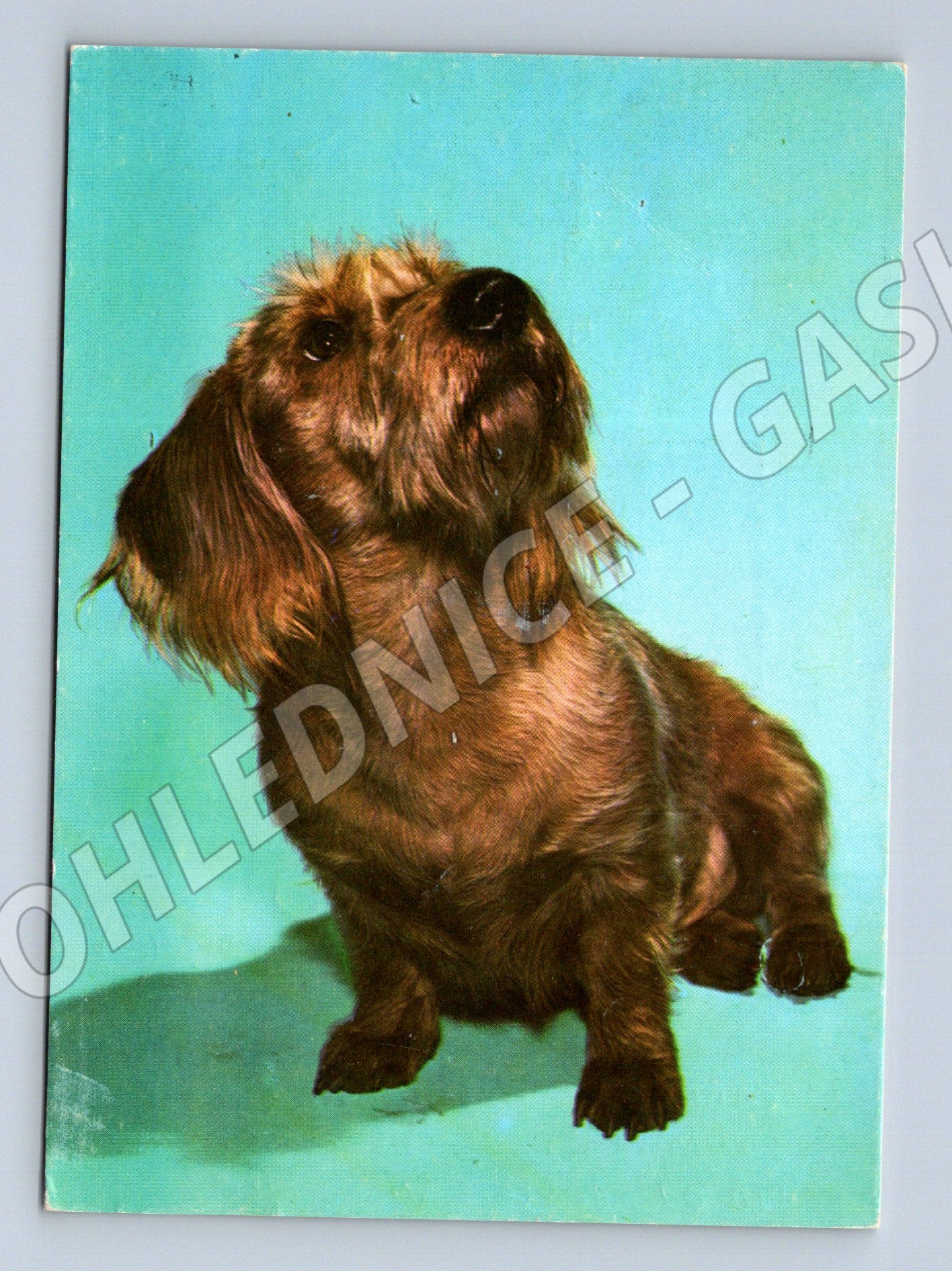 Pohlednice drsnosrstý jezevčík – portrét psa (M3811)