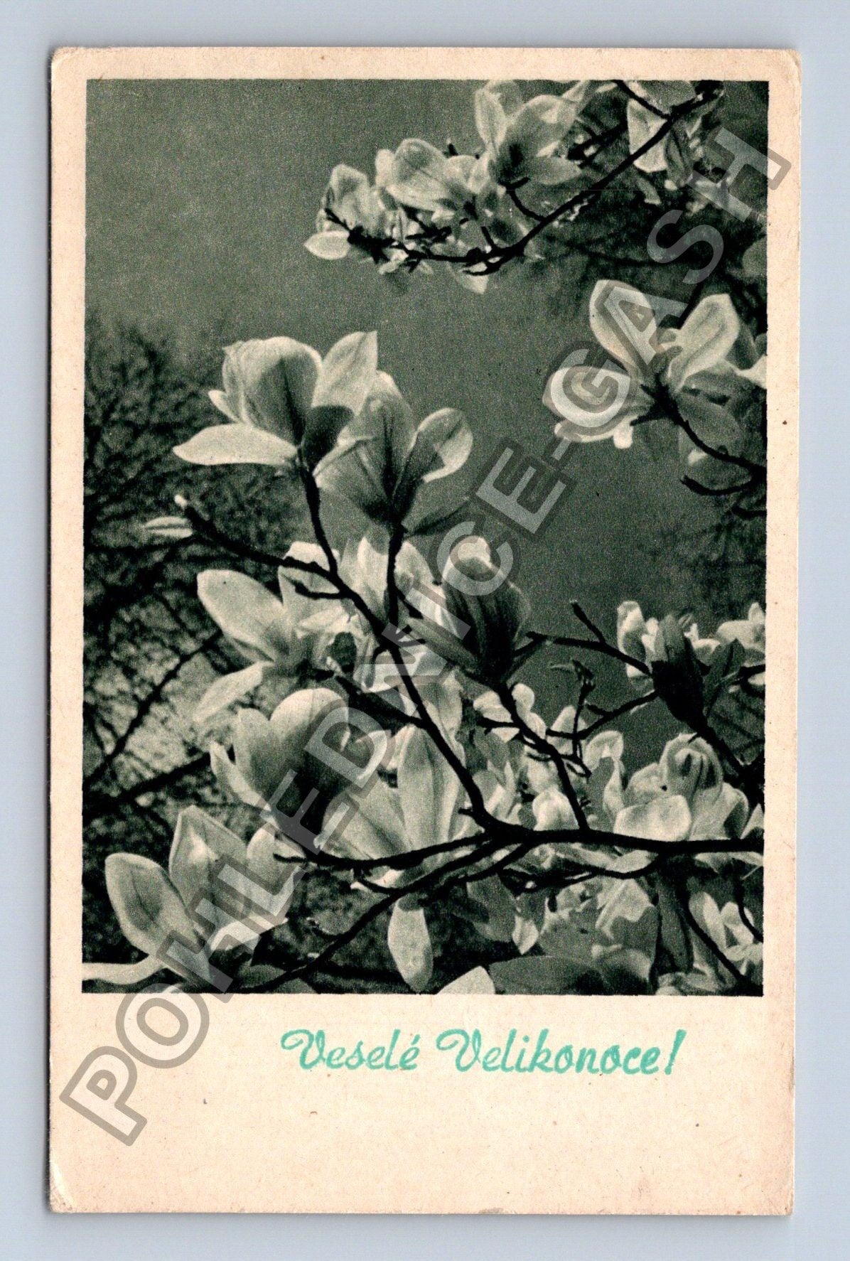 Pohlednice Velikonoční magnolie (M38116)