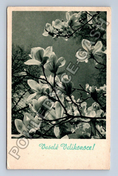 Pohlednice Velikonoční magnolie (M38116)