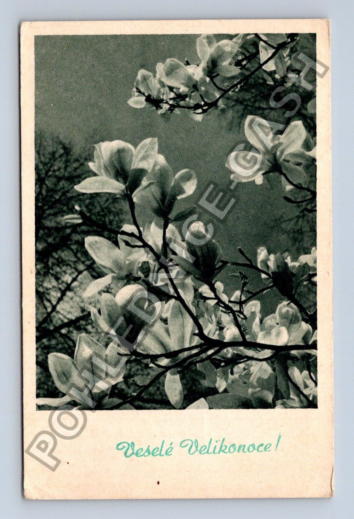 Pohlednice Velikonoční pozdrav magnolie (M38117)