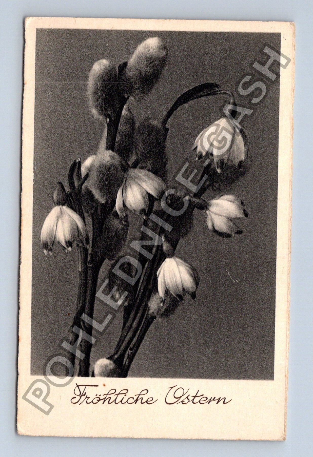 Pohlednice Fröhliche Ostern kočičky sněženky (M38118)
