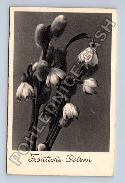 Pohlednice Fröhliche Ostern kočičky sněženky (M38118)