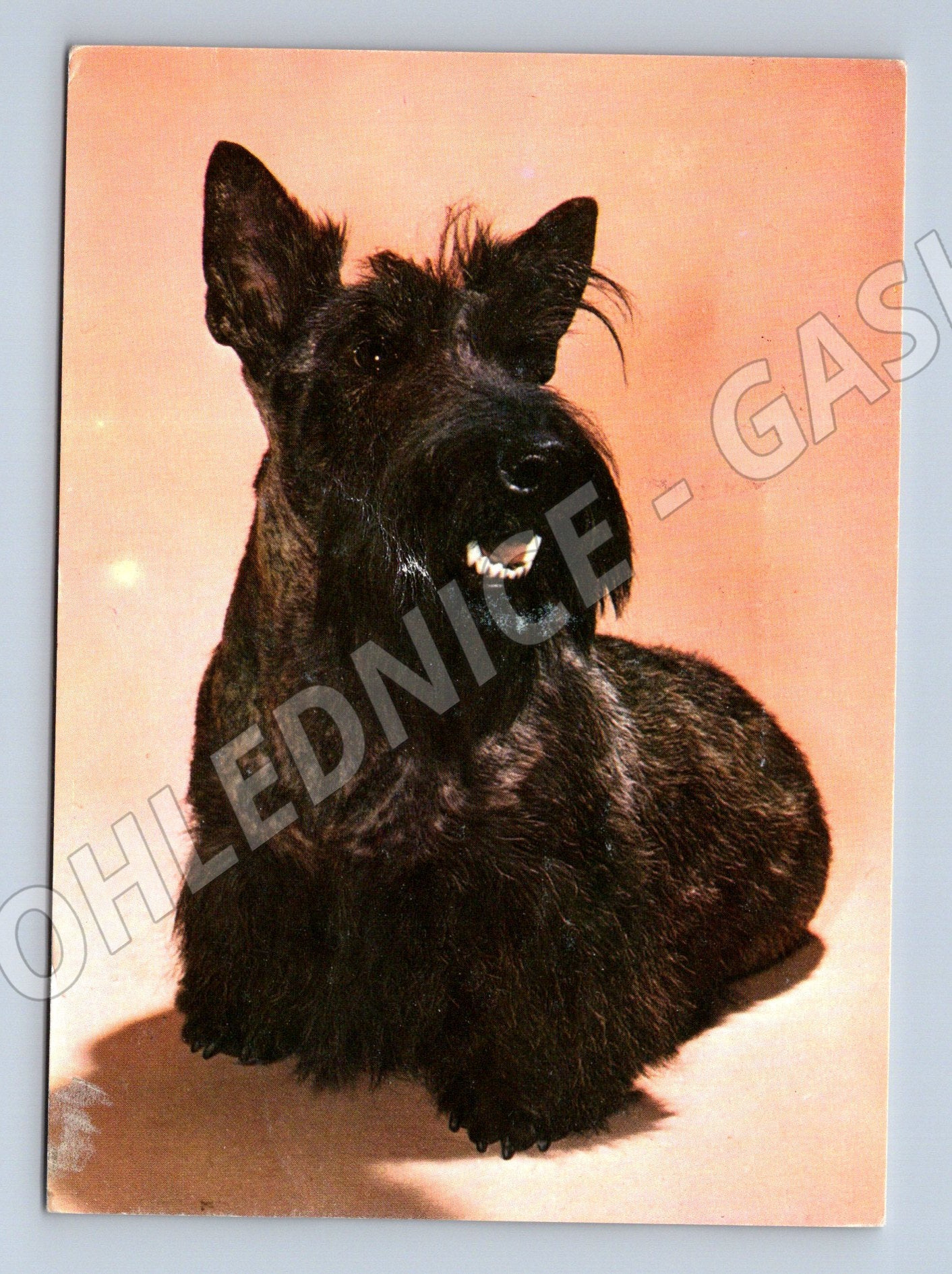 Pohlednice skotský teriér černý – portrét psa (M3812)