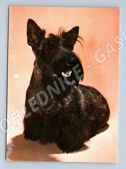 Pohlednice skotský teriér černý – portrét psa (M3812)