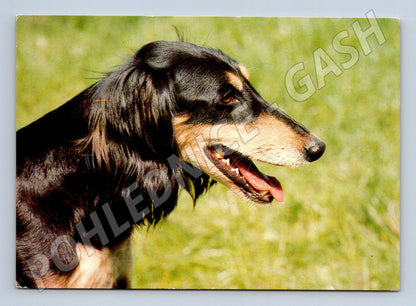 Pohlednice saluka – perský chrt, Panorama Praha (M3814)