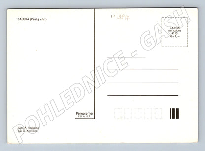 Pohlednice saluka – perský chrt, Panorama Praha (M3814)