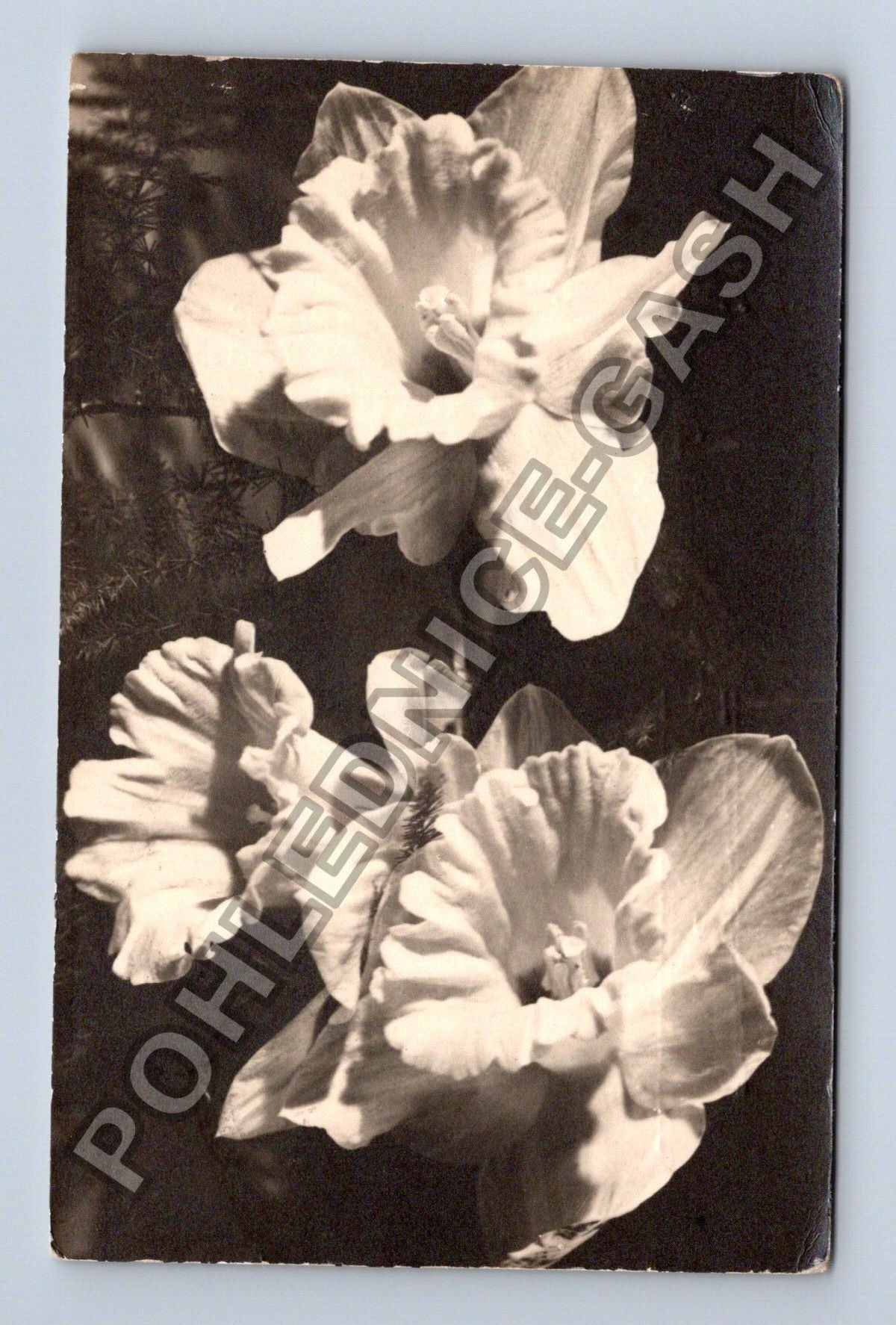 Pohlednice květiny narcisy (M38146)
