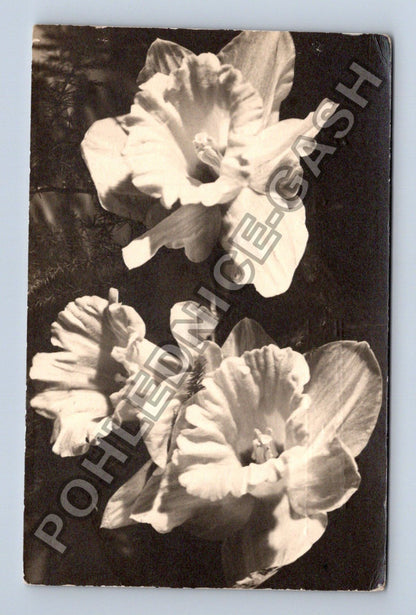 Pohlednice květiny narcisy (M38146)