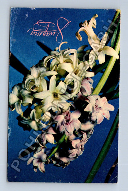 Pohlednice Rusko SSSR kytice hyacinty 1969 (M38169)