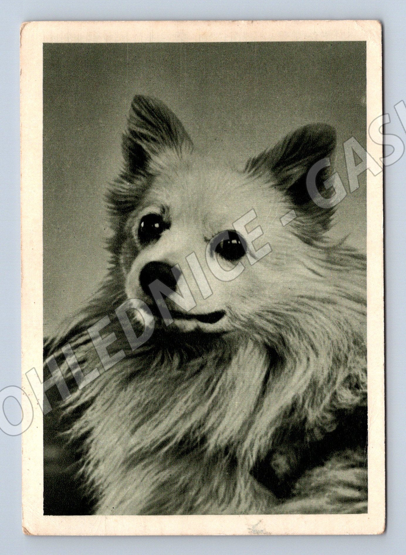 Pohlednice pes špic – starší motiv (M3818)
