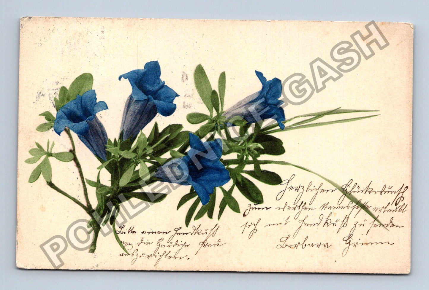 Pohlednice Německo Květiny hořce 1908 (M38184)