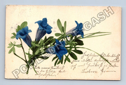 Pohlednice Německo Květiny hořce 1908 (M38184)
