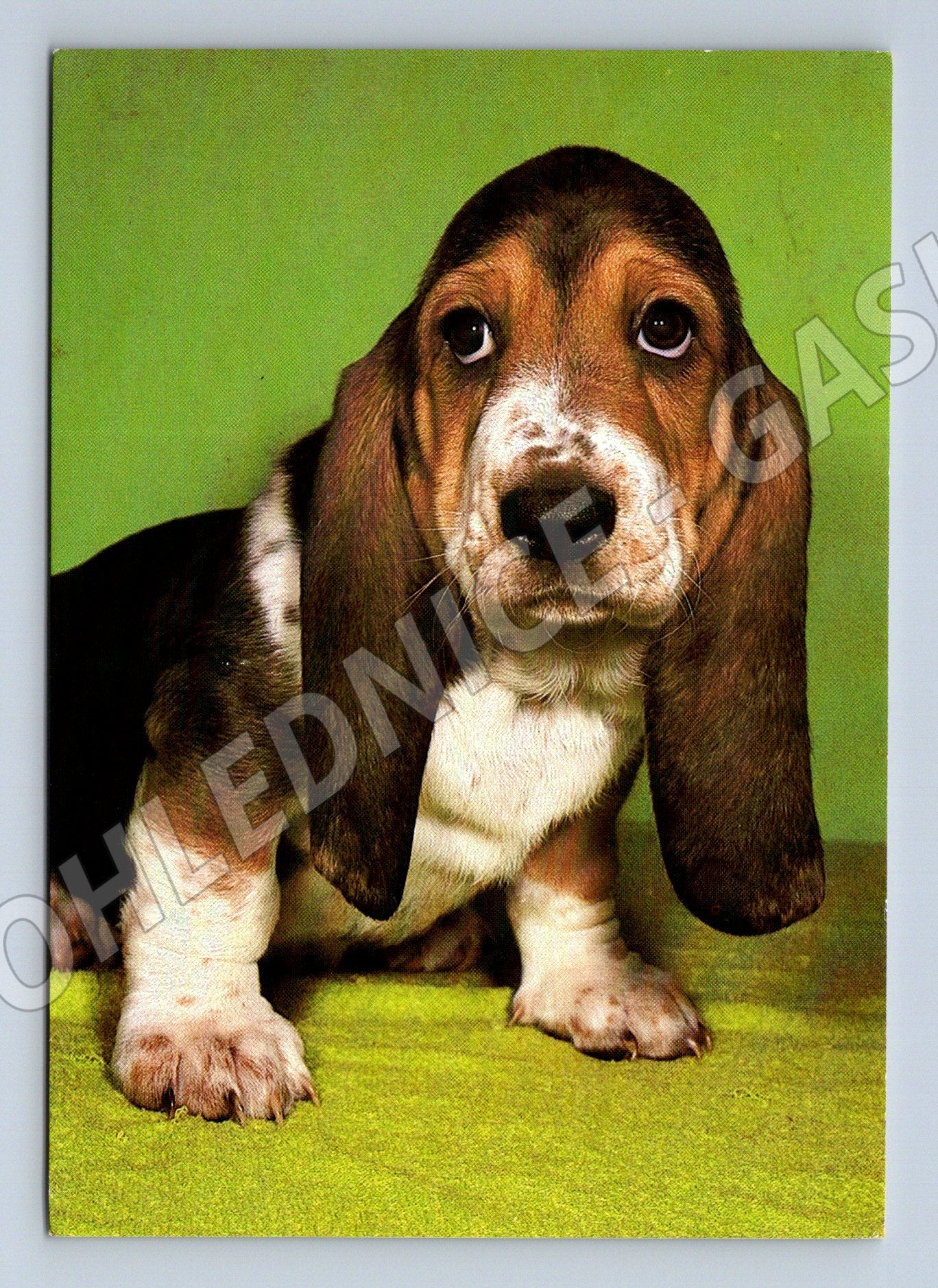 Pohlednice baset – štěně psa (M3819)