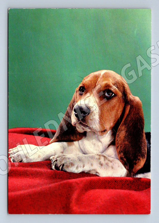 Pohlednice bígl – portrét psa (M3820)