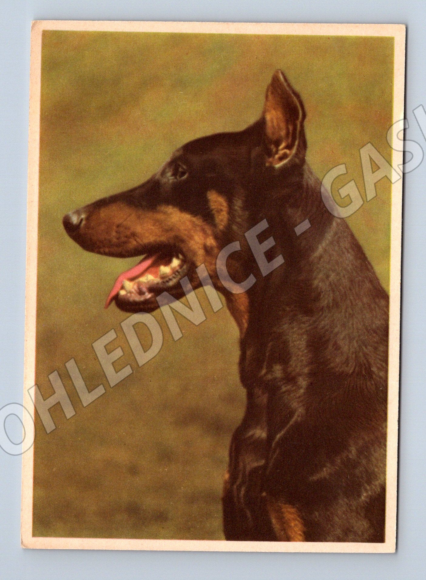 Pohlednice dobermann – barevný portrét psa (M3821)