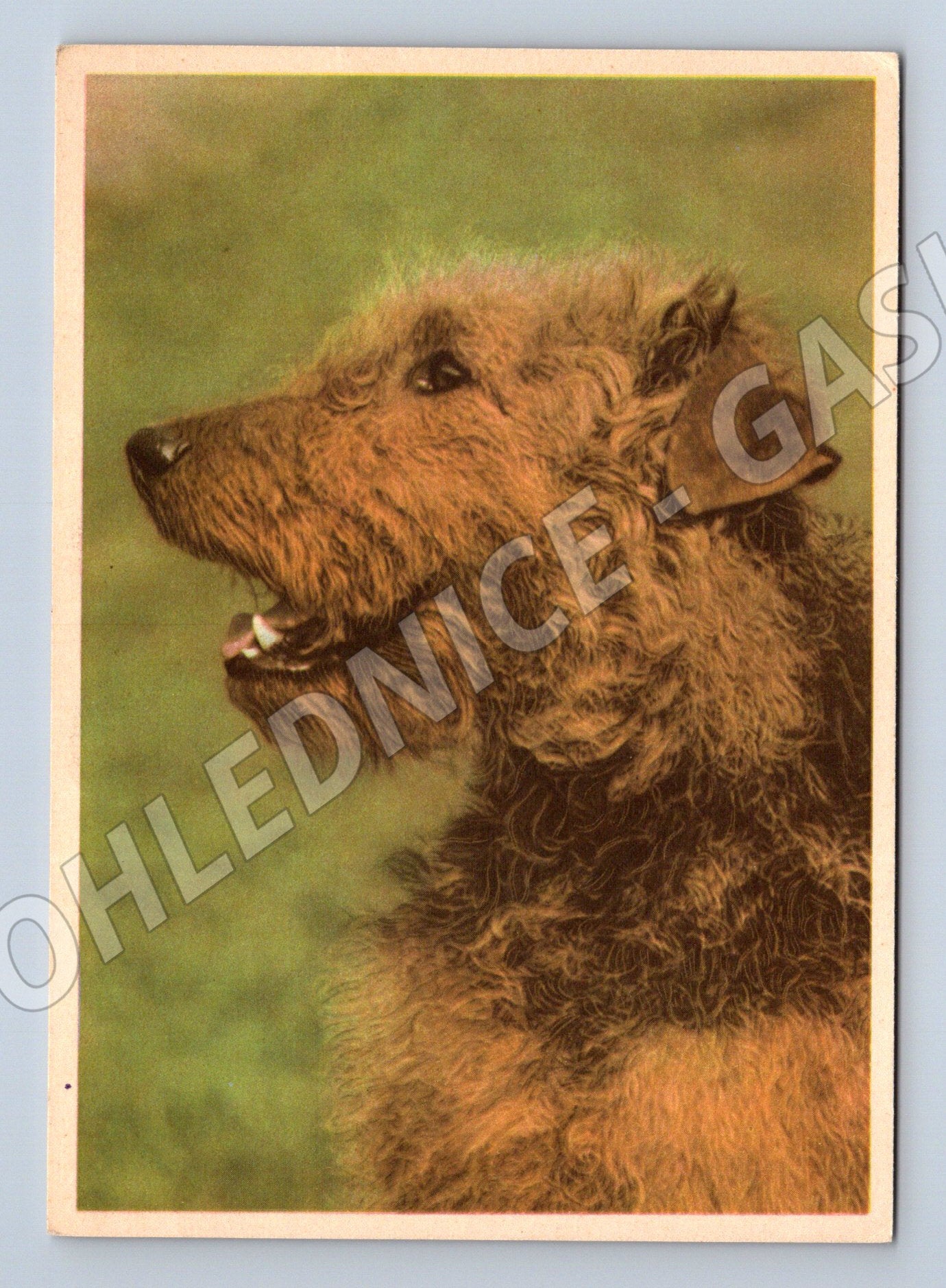 Pohlednice airedale teriér – portrét psa (M3822)