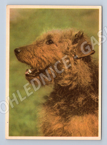 Pohlednice airedale teriér – portrét psa (M3822)