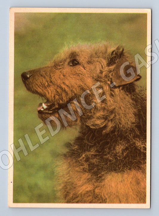 Pohlednice airedale teriér – portrét psa (M3822)