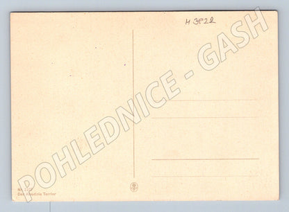 Pohlednice airedale teriér – portrét psa (M3822)