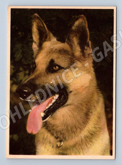 Pohlednice německý ovčák – Schäferhund (M3823)