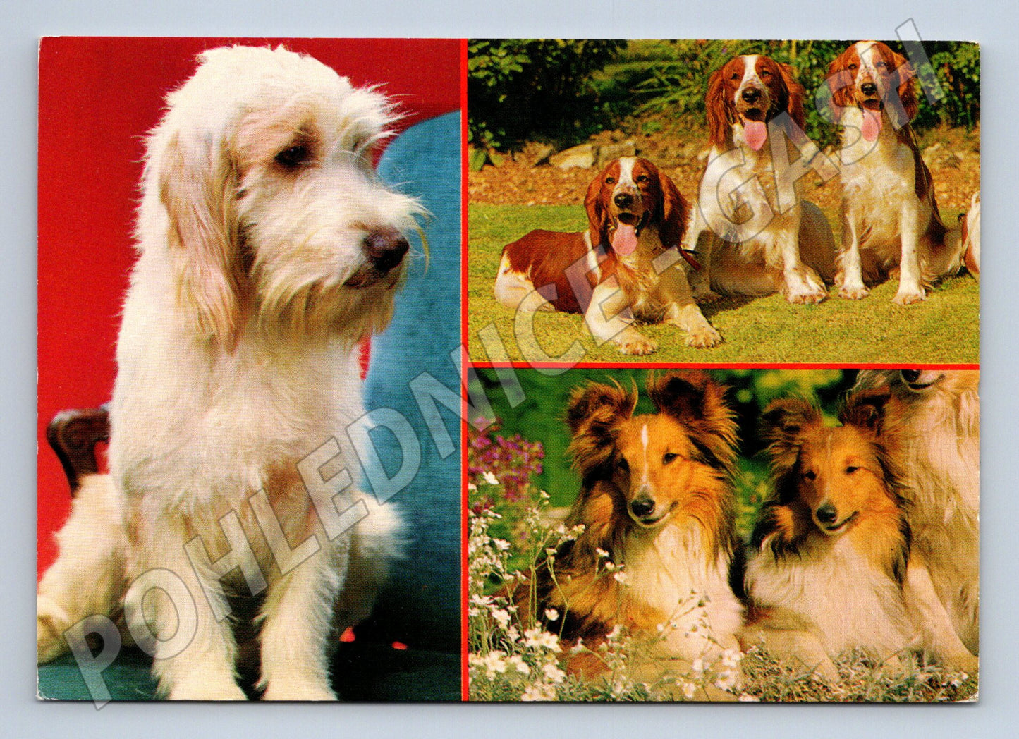 Pohlednice psi – kolie a lovecká plemena (M3824)