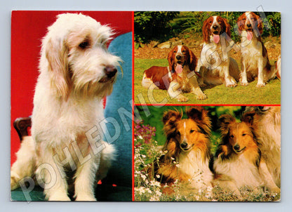 Pohlednice psi – kolie a lovecká plemena (M3824)