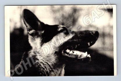 Pohlednice pes – foto Pajo Praha, čb (M3825)