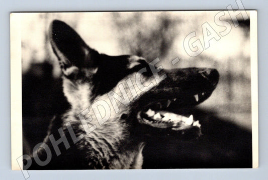 Pohlednice pes – foto Pajo Praha, čb (M3825)