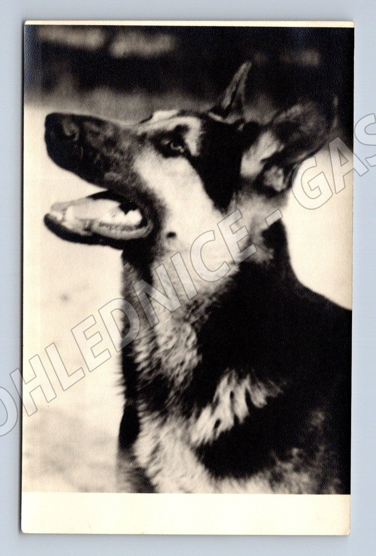 Pohlednice německý ovčák – Pajo Praha (M3826)