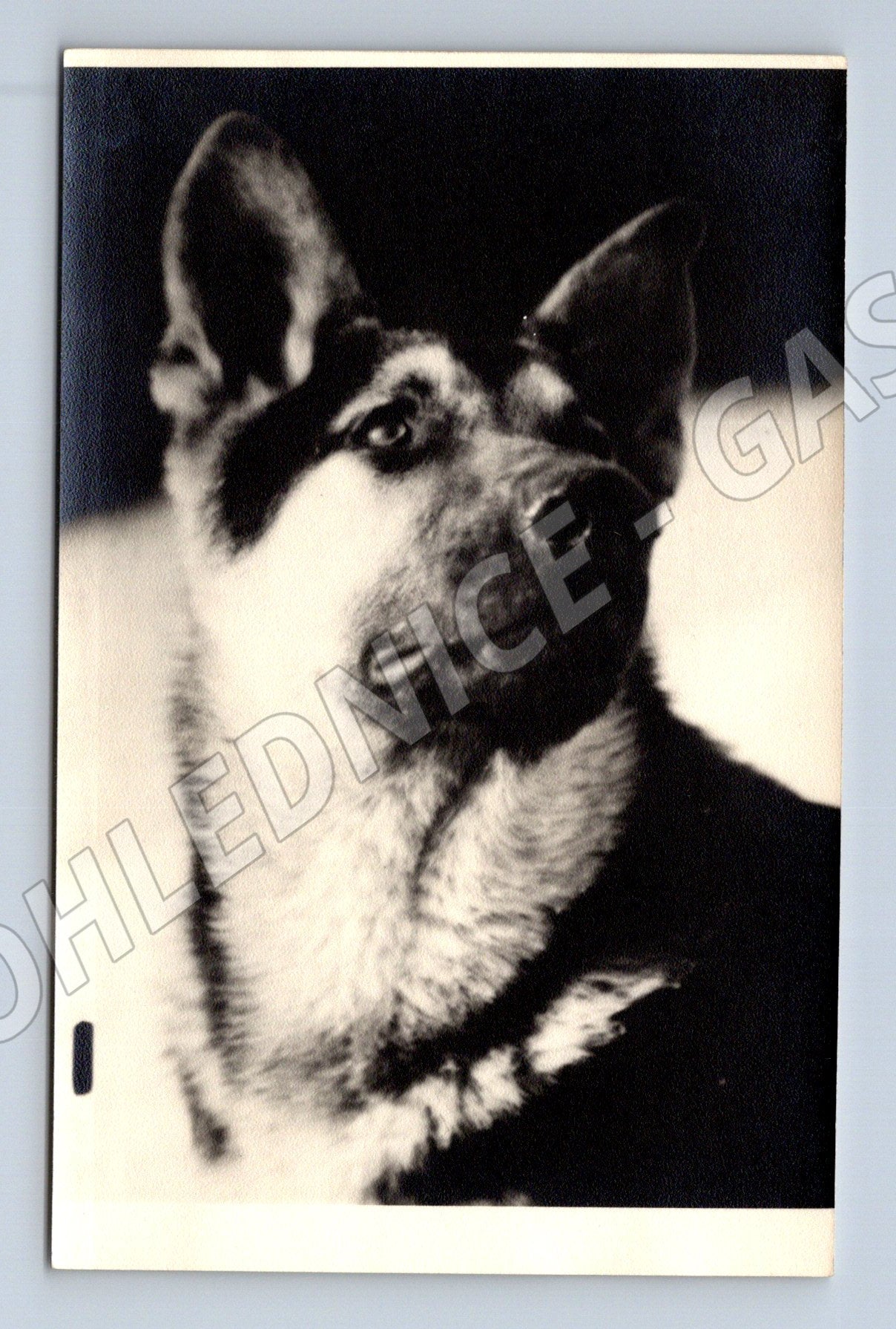 Pohlednice německý ovčák – portrét psa (M3827)