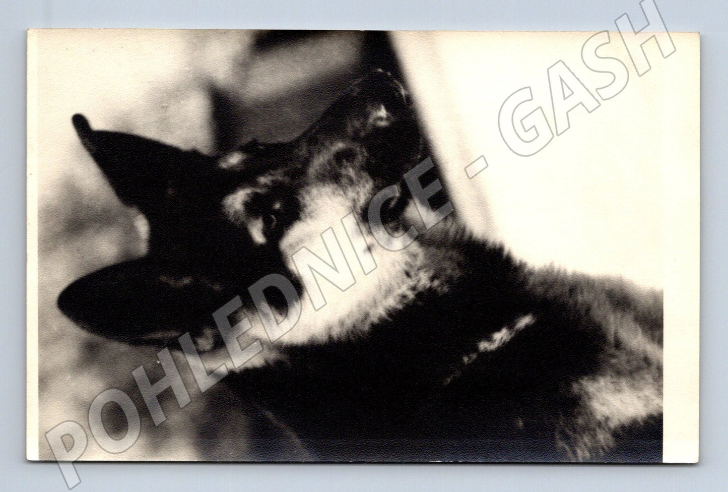 Pohlednice pes – Pajo Praha, černobílá (M3828)