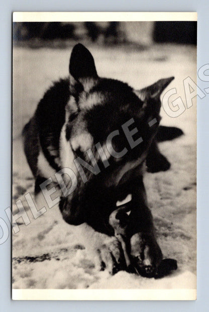 Pohlednice pes – Pajo Praha, sběratelský tisk (M3829)