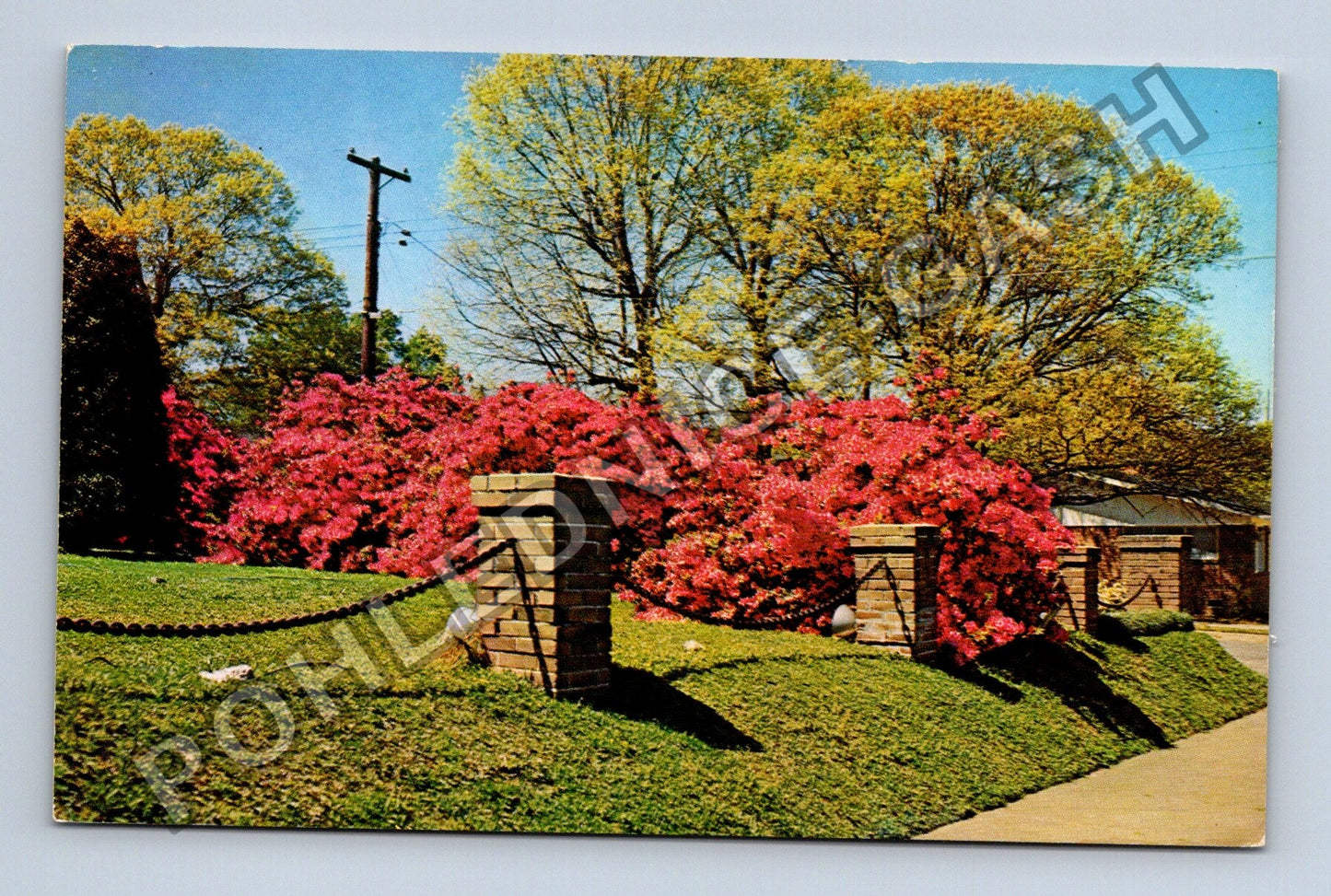 Pohlednice Severní Amerika McComb Mississippi Azalea Trail (M38295)