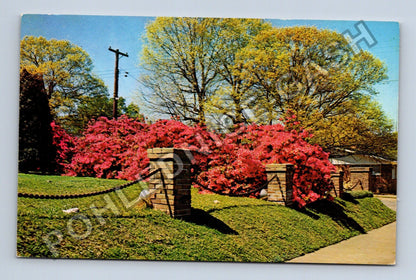 Pohlednice Severní Amerika McComb Mississippi Azalea Trail (M38295)