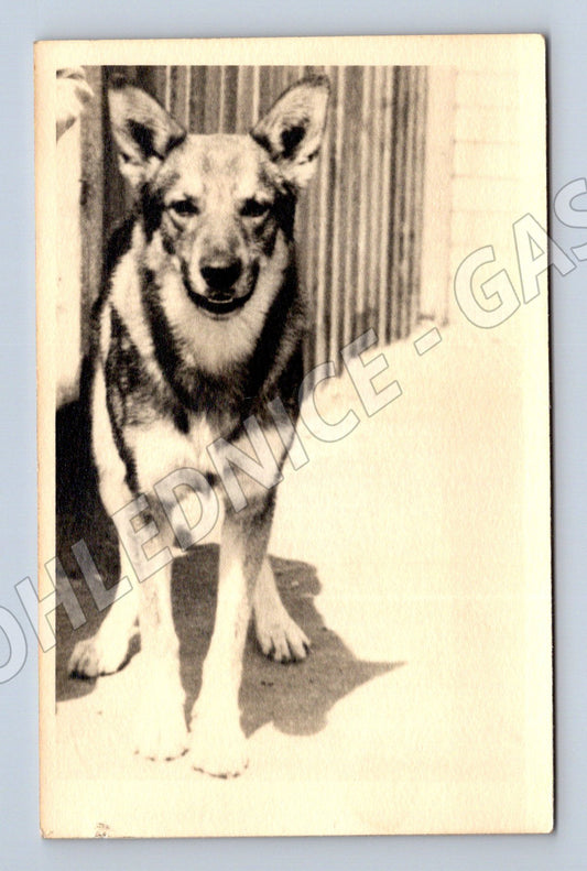 Pohlednice německý ovčák – starší motiv (M3830)