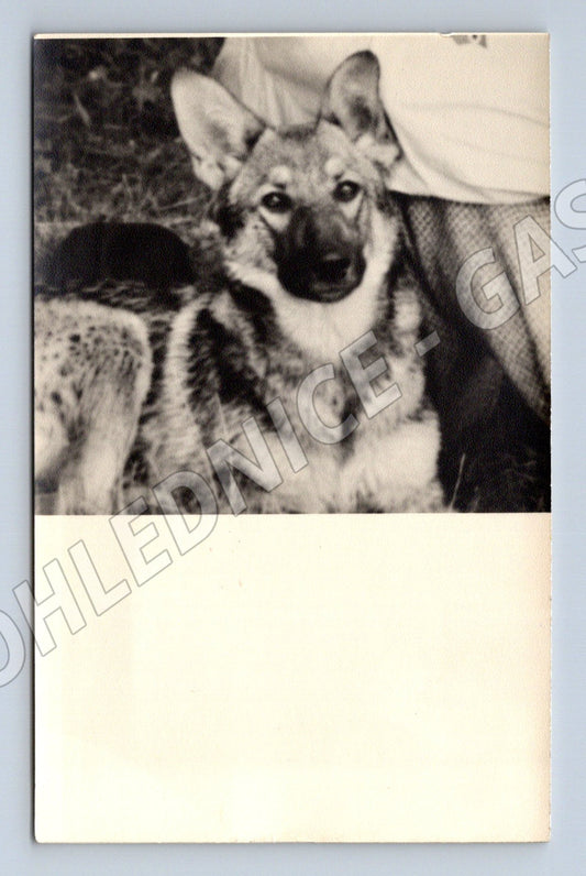 Pohlednice mladý vlčák – černobílý motiv (M3831)
