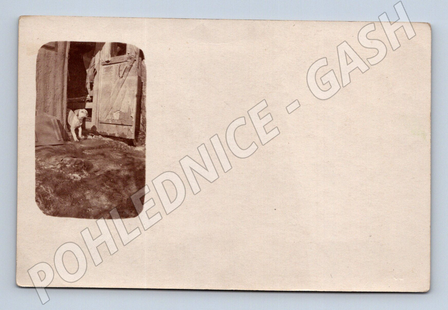 Pohlednice pes – k.u.k. polní pošta (M3833)