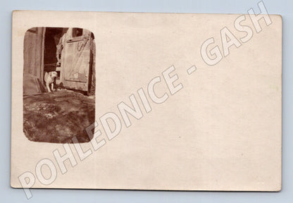 Pohlednice pes – k.u.k. polní pošta (M3833)