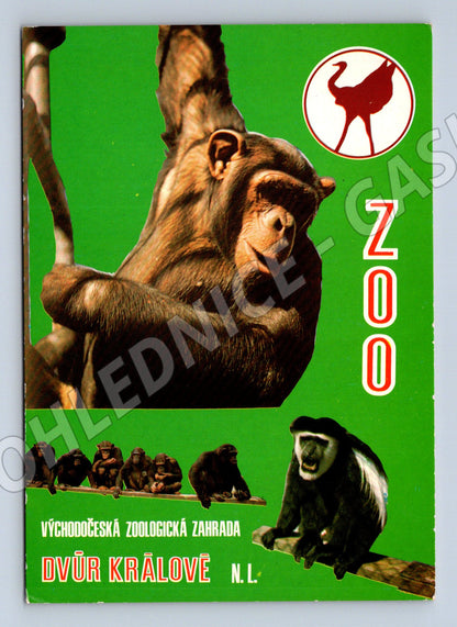 Pohlednice ZOO Dvůr Králové – šimpanz a gueréza (M3834)