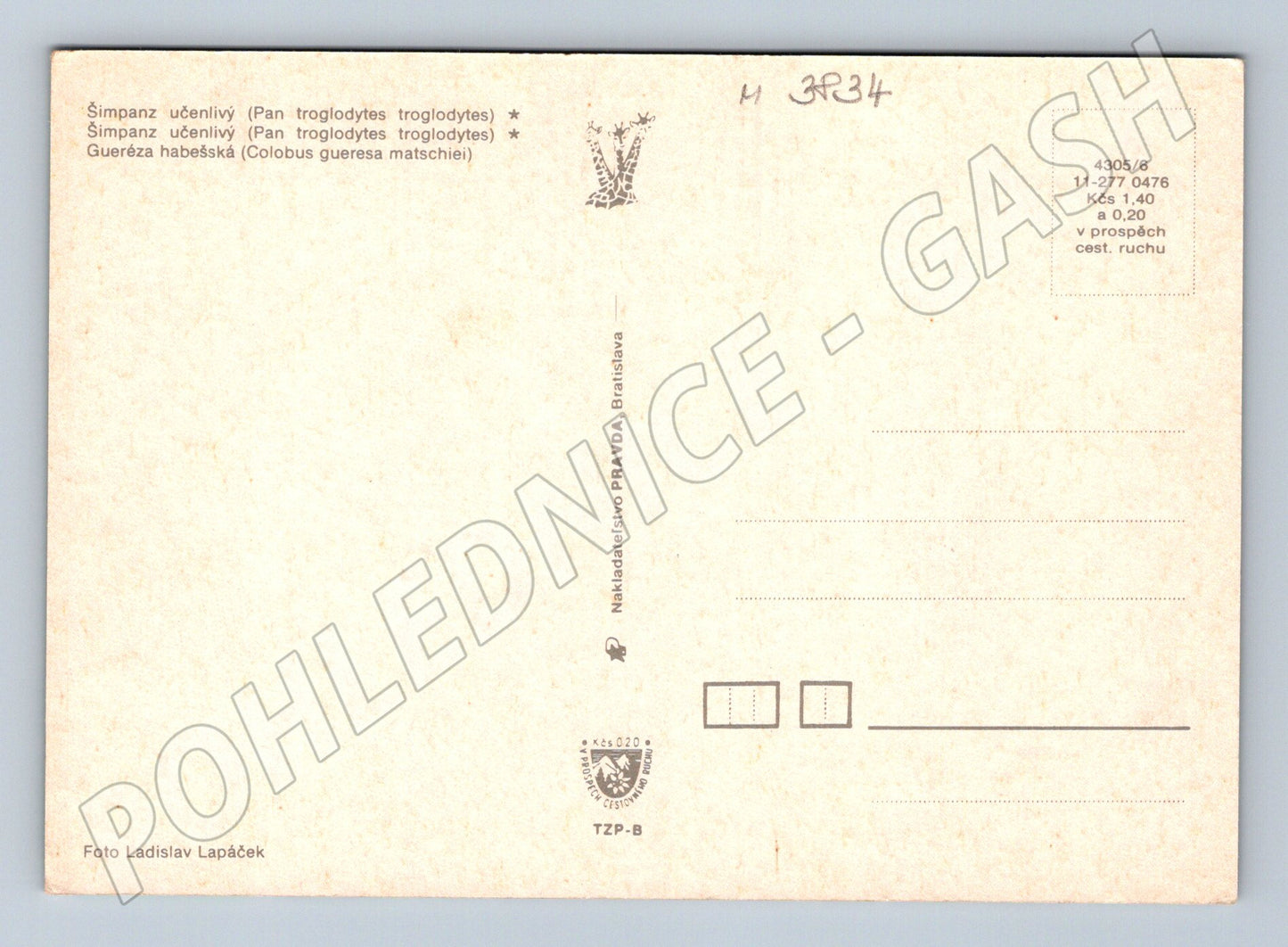 Pohlednice ZOO Dvůr Králové – šimpanz a gueréza (M3834)